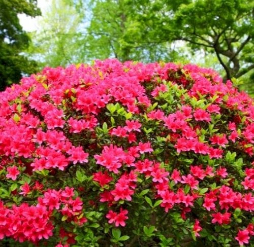 Forl&aelig;ng rododendronbedets blomstringstider med azalea&nbsp;